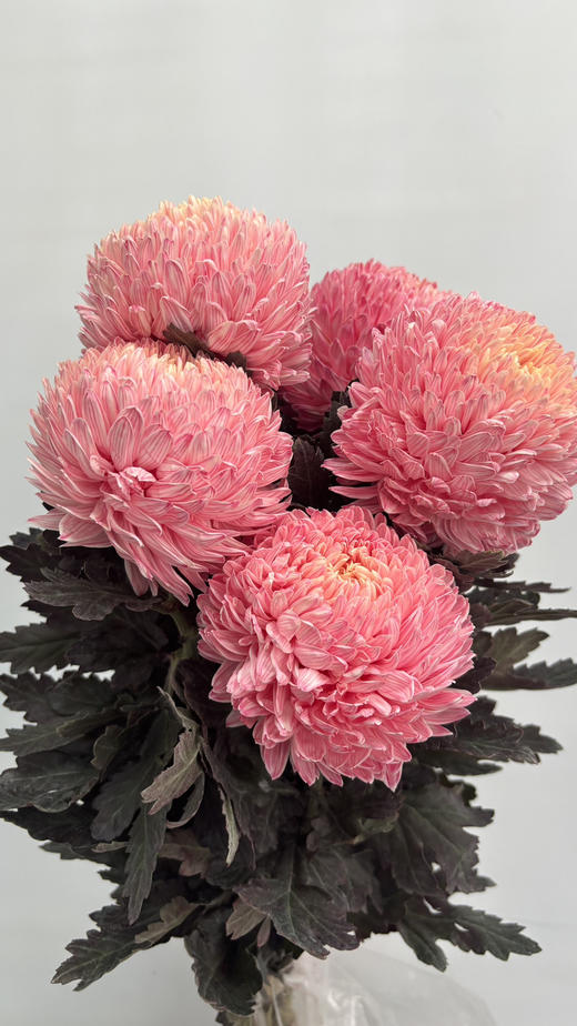 【圆满】-马来西亚牡丹菊  5枝/扎（多色可选） 商品图2