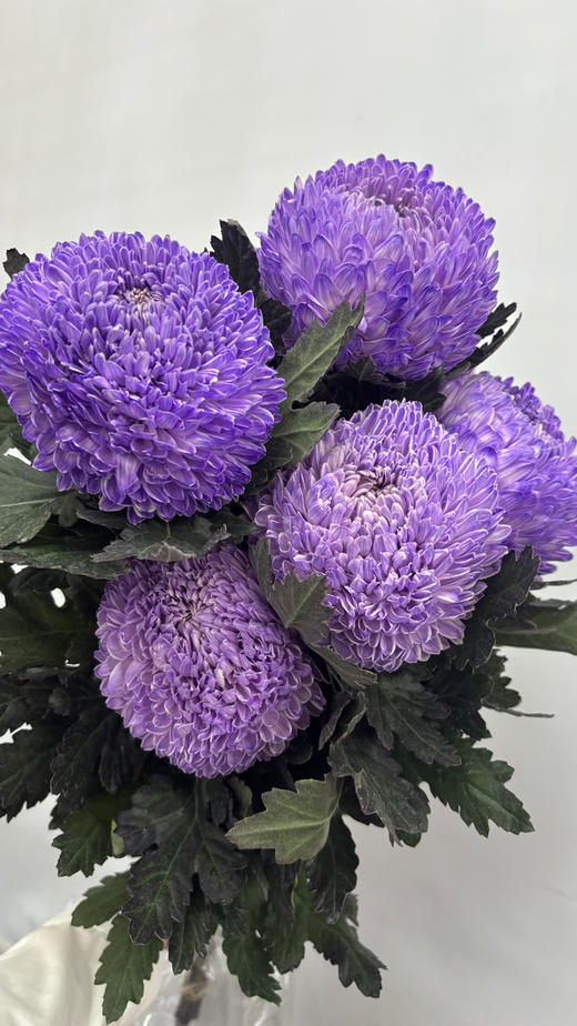 【圆满】-马来西亚牡丹菊  5枝/扎（多色可选） 商品图10