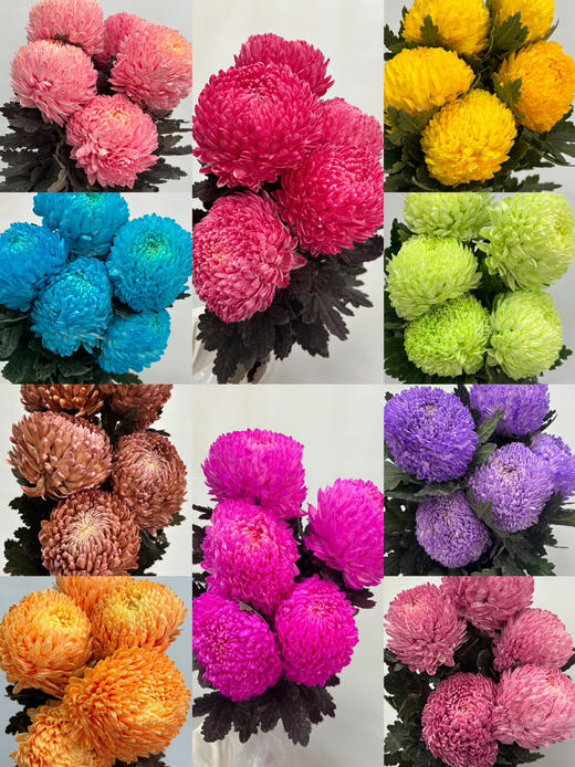 【圆满】-马来西亚牡丹菊  5枝/扎（多色可选） 商品图12