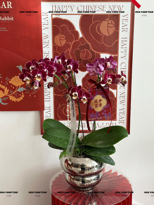 好事将至  马卡龙蝴蝶兰盆栽（吸色蝴蝶兰） 商品图0