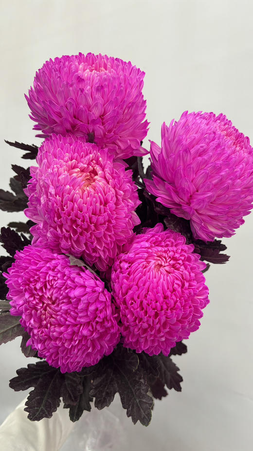 【圆满】-马来西亚牡丹菊  5枝/扎（多色可选） 商品图7