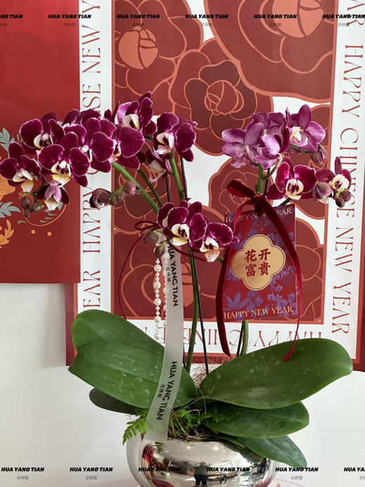 好事将至  马卡龙蝴蝶兰盆栽（吸色蝴蝶兰） 商品图1
