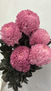 【圆满】-马来西亚牡丹菊  5枝/扎（多色可选） 商品缩略图11