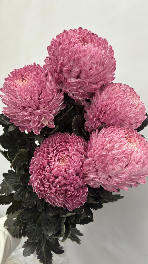 【圆满】-马来西亚牡丹菊  5枝/扎（多色可选） 商品图11