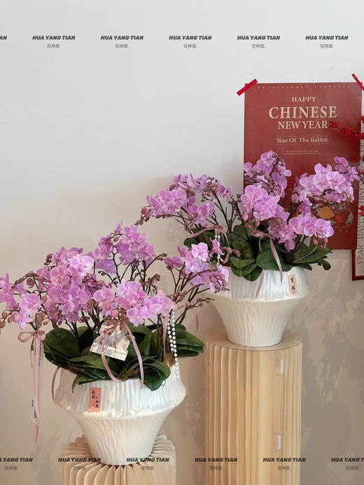 福禄吉祥 （新）蝴蝶兰盆栽 商品图2