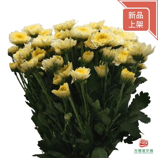 小菊-夏日海滩 商品图0