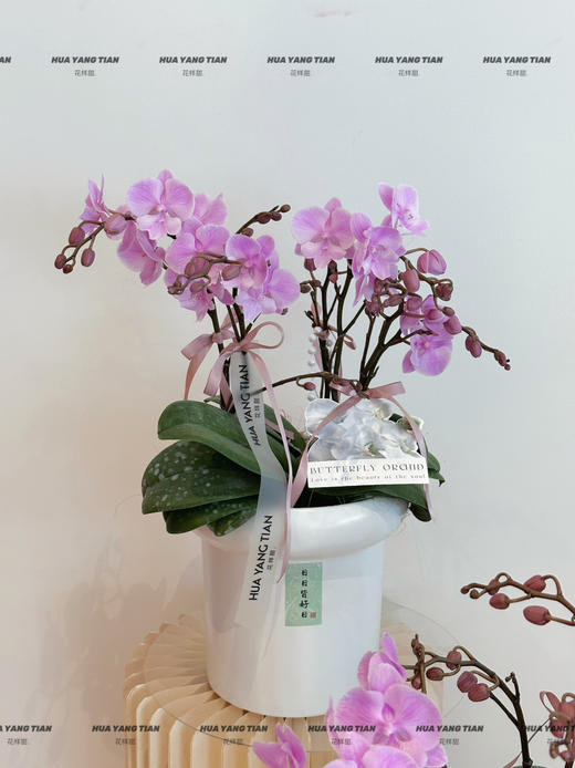 好运桃桃 蝴蝶兰盆栽 商品图1