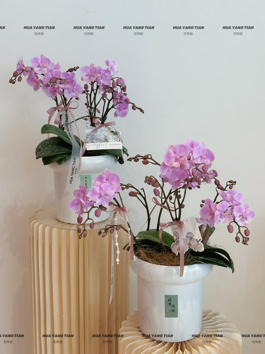 好运桃桃 蝴蝶兰盆栽 商品图2