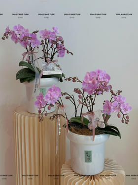 好运桃桃 蝴蝶兰盆栽