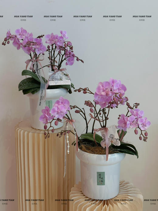 好运桃桃 蝴蝶兰盆栽 商品图0