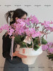 福禄吉祥 （新）蝴蝶兰盆栽 商品缩略图1