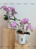 好运桃桃 蝴蝶兰盆栽 商品缩略图3