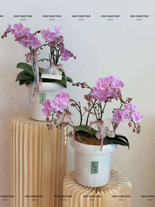 好运桃桃 蝴蝶兰盆栽 商品图3