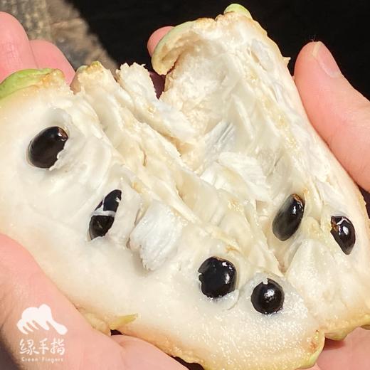 生态释迦果 | 合作生产* Ecological Custard apple | Coproduction 商品图3