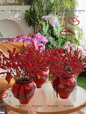 红福满堂· 北美冬青套瓶