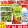 松脂酸钠代森铵杀青苔果树清园剂柑橘铁皮石斛杨梅蚧介壳虫杀虫剂 商品缩略图1