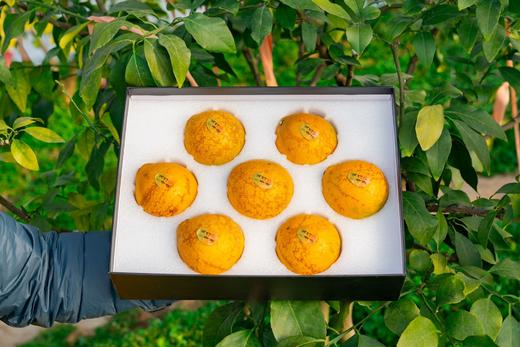 篱落青黄龙蛋柚橙 商品图1