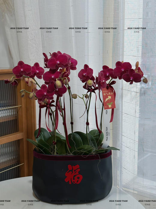 多财多亿 蝴蝶兰盆栽 商品图1