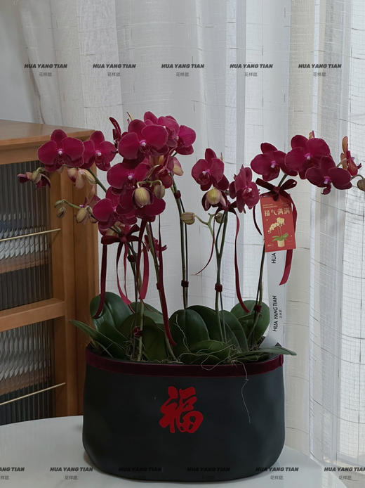 多财多亿 蝴蝶兰盆栽 商品图0