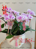 好运加满（新）蝴蝶兰盆栽 商品缩略图0