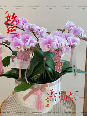 好运加满（新）蝴蝶兰盆栽
