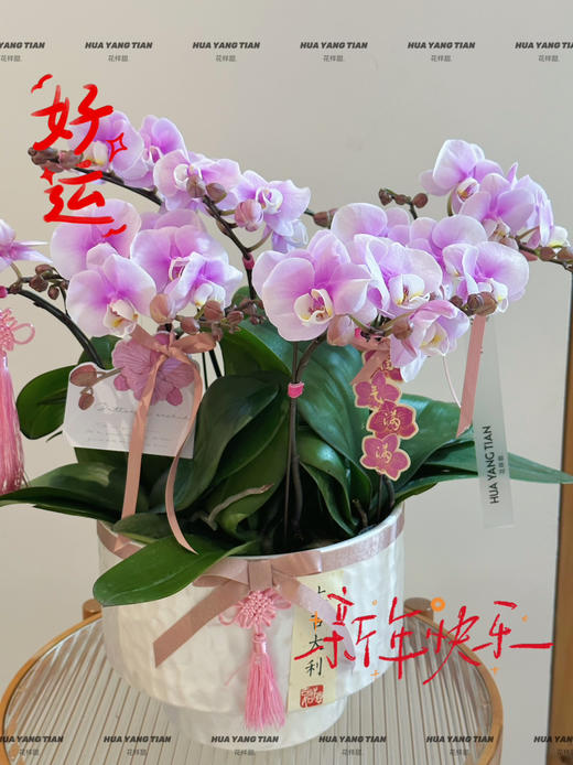 好运加满（新）蝴蝶兰盆栽 商品图0