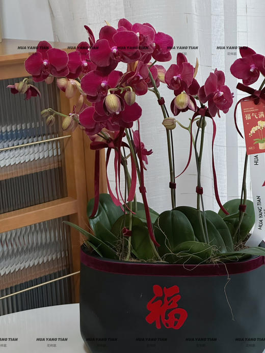 多财多亿 蝴蝶兰盆栽 商品图2