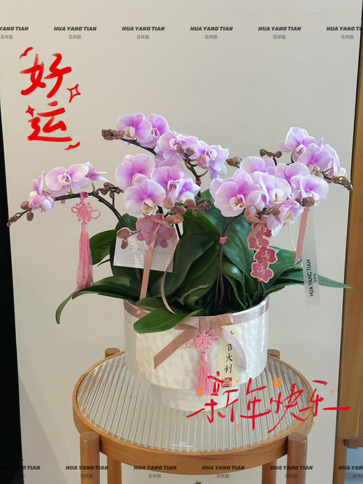 好运加满（新）蝴蝶兰盆栽 商品图1