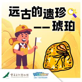 重庆自然博物馆【远古遗珍——琥珀】