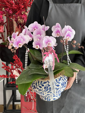 顺遂无忧（新）蝴蝶兰盆栽