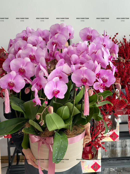 万事大吉· 蝴蝶兰盆栽 商品图0