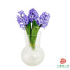 【荷冠风信子】星梦（3枝/扎） 商品缩略图6