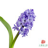 【荷冠风信子】星梦（3枝/扎） 商品缩略图0