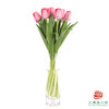 【单瓣郁金香】 嫣然 10枝一扎 商品缩略图3