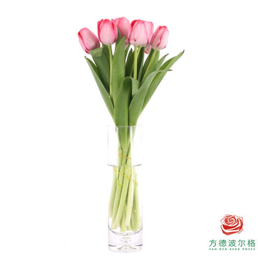 【单瓣郁金香】 嫣然 10枝一扎 商品图3