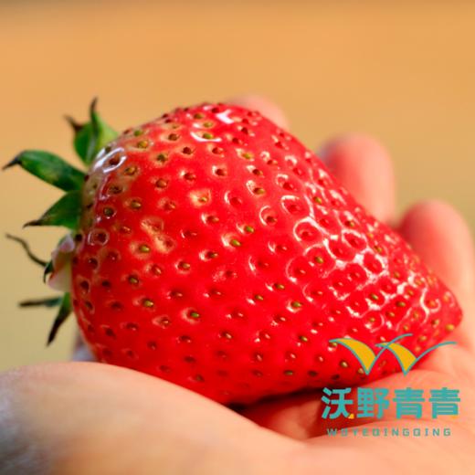 有机香草莓2.3斤【下单后3-5天发货，阴雨天顺延】 商品图3