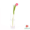 【单瓣郁金香】 嫣然 10枝一扎 商品缩略图5