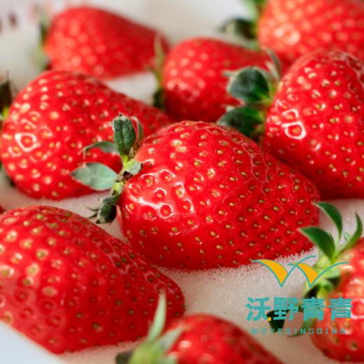 有机香草莓2.3斤【下单后3-5天发货，阴雨天顺延】 商品图2