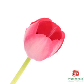 【单瓣郁金香】 嫣然 10枝一扎