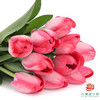 【单瓣郁金香】 嫣然 10枝一扎 商品缩略图1