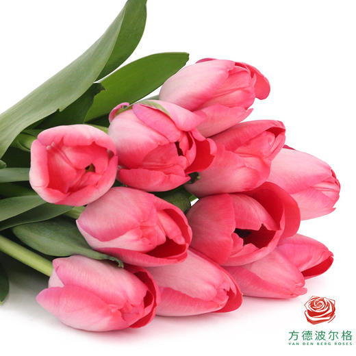 【单瓣郁金香】 嫣然 10枝一扎 商品图1