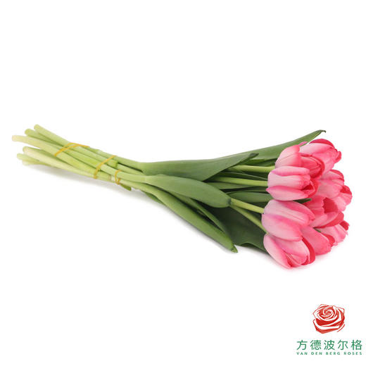 【单瓣郁金香】 嫣然 10枝一扎 商品图4