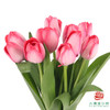 【单瓣郁金香】 嫣然 10枝一扎 商品缩略图2