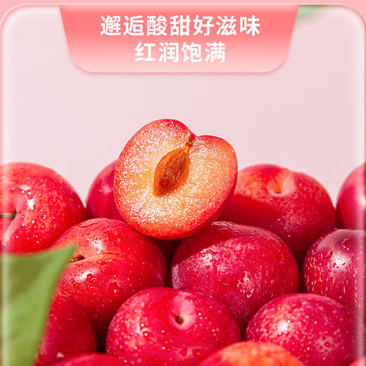 新鲜水果  香甜爽口珠宝李 500g 商品图2