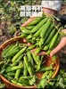 云南高原甜脆豌豆3斤（下单后1-3天左右排单发货） 商品缩略图0
