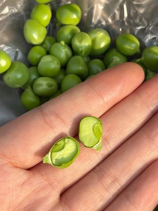 云南高原甜脆豌豆3斤（下单后1-3天左右排单发货） 商品图1