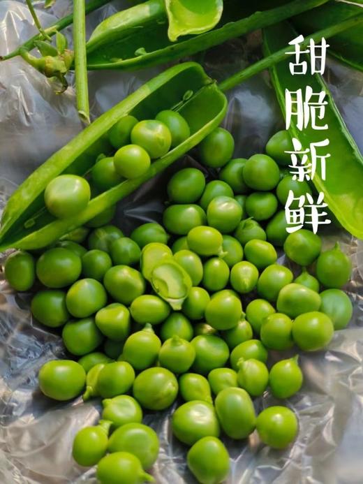 云南高原甜脆豌豆3斤（下单后1-3天左右排单发货） 商品图3