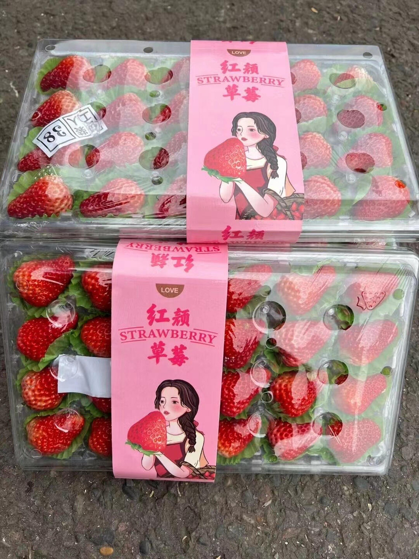 【新年钜惠】13.9元 丹东草莓（24颗）