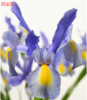 基地直营-鸢尾-诺法蓝 商品缩略图1