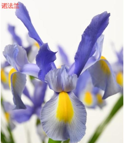 基地直营-鸢尾-诺法蓝 商品图1